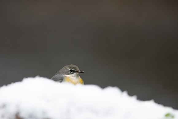 Grey Wagtail, Damery, December 2022