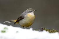 Grey Wagtail, Damery, December 2022