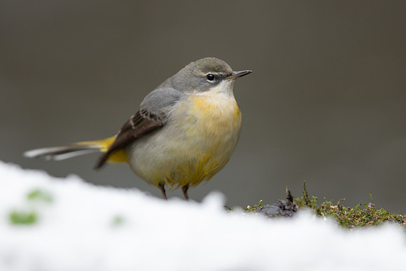 Grey Wagtail, Damery, December 2022