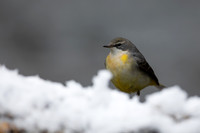 Grey Wagtail, Damery, December 2022