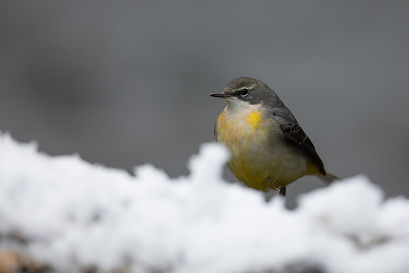 Grey Wagtail, Damery, December 2022