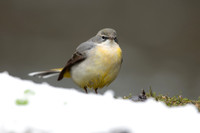 Grey Wagtail, Damery, December 2022