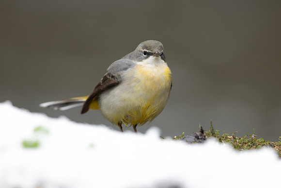 Grey Wagtail, Damery, December 2022