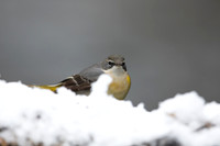 Grey Wagtail, Damery, December 2022