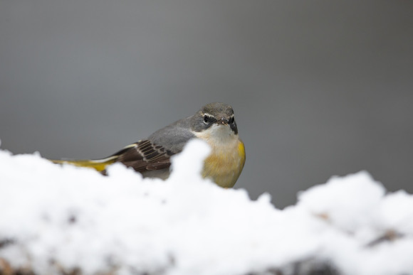 Grey Wagtail, Damery, December 2022