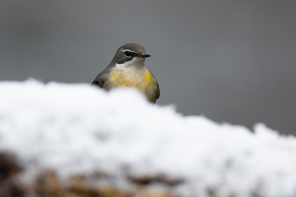 Grey Wagtail, Damery, December 2022