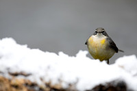 Grey Wagtail, Damery, December 2022