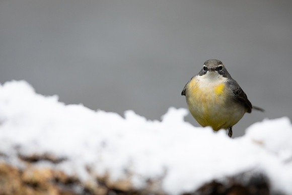 Grey Wagtail, Damery, December 2022