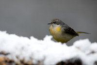 Grey Wagtail, Damery, December 2022Grey Wagtail, Damery, December 2022
