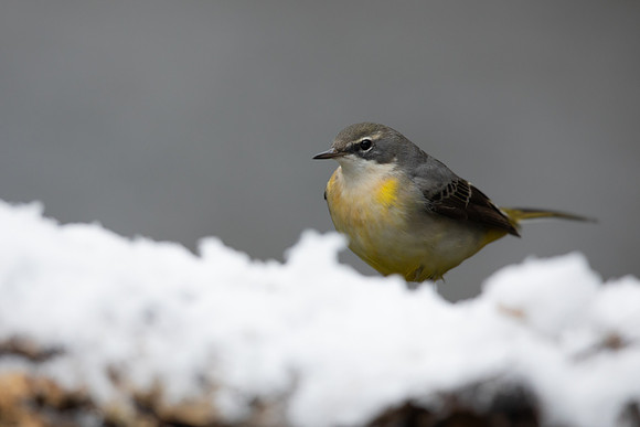 Grey Wagtail, Damery, December 2022Grey Wagtail, Damery, December 2022