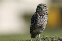Burrowing Owl, Brian Piccolo Sports Park, Florida, February 2020