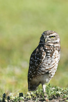 Burrowing Owl, Brian Piccolo Sports Park, Florida, February 2020