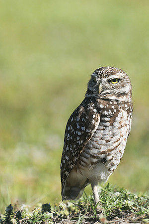Burrowing Owl, Brian Piccolo Sports Park, Florida, February 2020