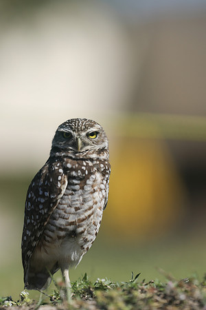 Burrowing Owl, Brian Piccolo Sports Park, Florida, February 2020.