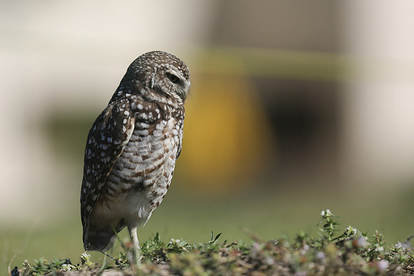 Burrowing Owl, Brian Piccolo Sports Park, Florida, February 2020