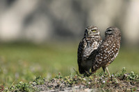 Burrowing Owl, Brian Piccolo Sports Park, Florida, February 2020.