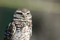 Burrowing Owl, Brian Piccolo Sports Park, Florida, February 2020