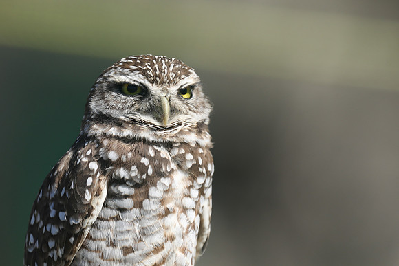 Burrowing Owl, Brian Piccolo Sports Park, Florida, February 2020