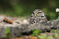 Burrowing Owl, Brian Piccolo Sports Park, Florida, February 2020