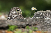 Burrowing Owl, Brian Piccolo Sports Park, Florida, February 2020