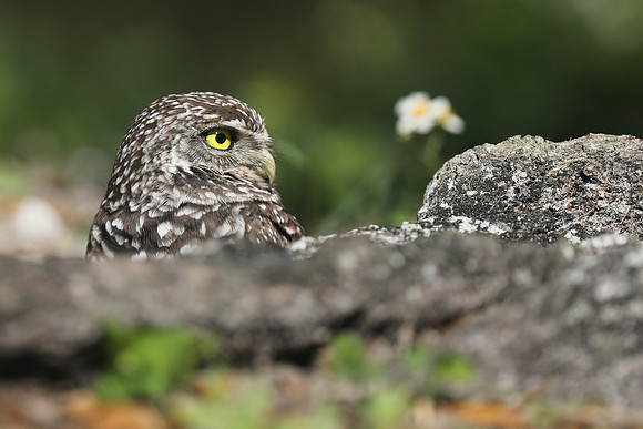 Burrowing Owl, Brian Piccolo Sports Park, Florida, February 2020