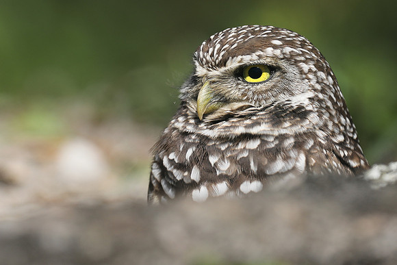 Burrowing Owl, Brian Piccolo Sports Park, Florida, February 2020