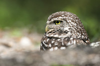 Burrowing Owl, Brian Piccolo Sports Park, Florida, February 2020
