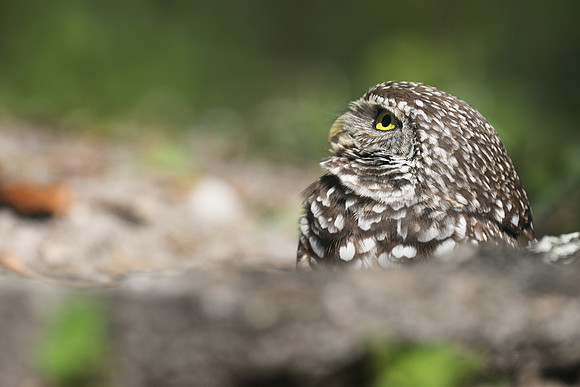Burrowing Owl, Brian Piccolo Sports Park, Florida, February 2020
