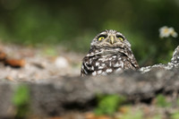 Burrowing Owl, Brian Piccolo Sports Park, Florida, February 2020