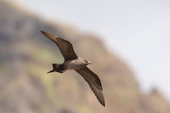 Arctic Skua, Rif, Iceland, June 2022