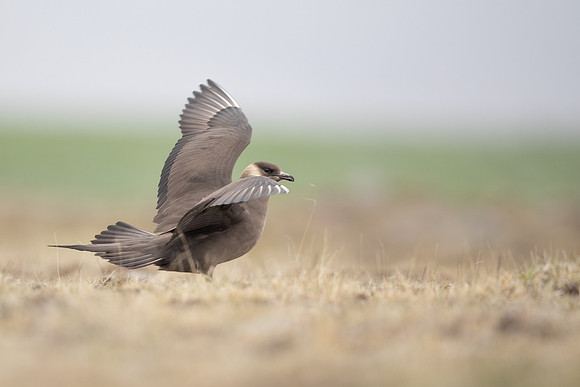 Arctic Skua, Rif, Iceland, June 2022