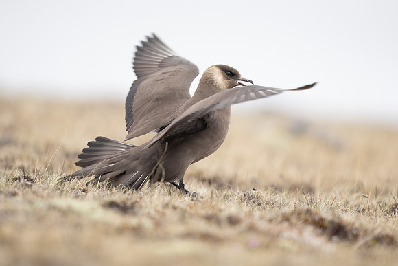 Arctic Skua, Rif, Iceland, June 2022