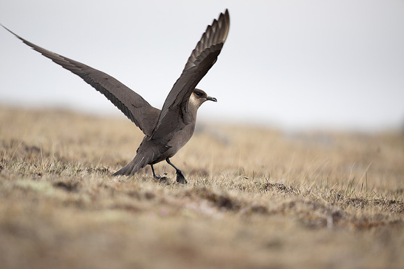 Arctic Skua, Rif, Iceland, June 2022