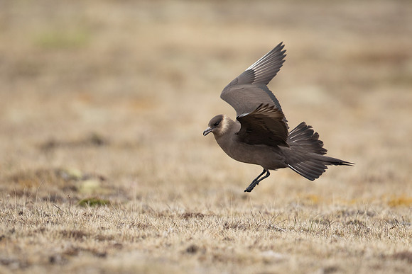 Arctic Skua, Rif, Iceland, June 2022