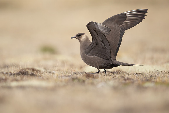 Arctic Skua, Rif, Iceland, June 2022