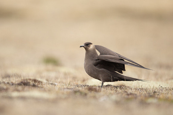 Arctic Skua, Rif, Iceland, June 2022