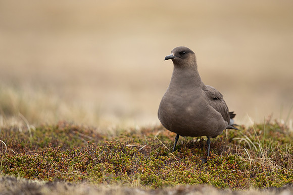 Arctic Skua, Rif, Iceland, June 2022
