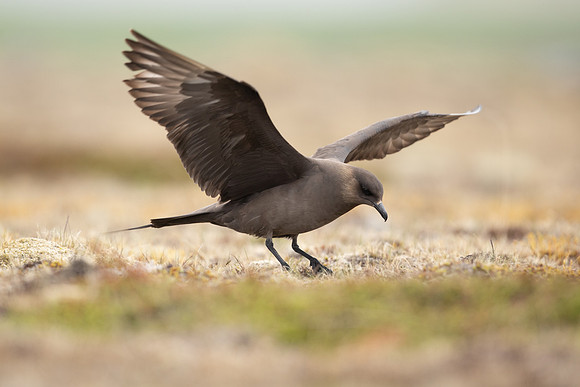 Arctic Skua, Rif, Iceland, June 2022
