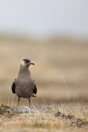 Arctic Skua, Rif, Iceland, June 2022