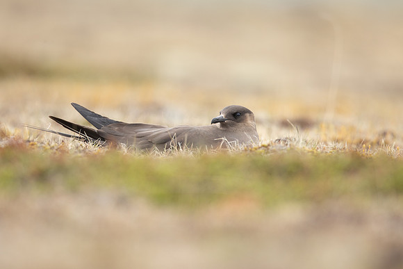 Arctic Skua, Rif, Iceland, June 2022