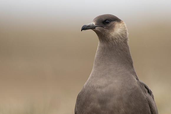 Arctic Skua, Rif, Iceland, June 2022