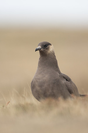 Arctic Skua, Rif, Iceland, June 2022Arctic Skua, Rif, Iceland, June 2022Arctic Skua, Rif, Iceland, June 2022