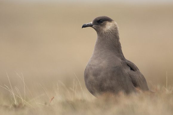 Arctic Skua, Rif, Iceland, June 2022