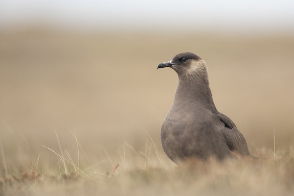Arctic Skua, Rif, Iceland, June 2022