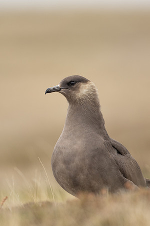Arctic Skua, Rif, Iceland, June 2022