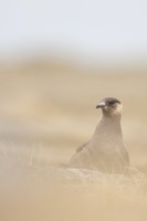 Arctic Skua, Rif, Iceland, June 2022