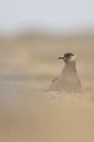 Arctic Skua, Rif, Iceland, June 2022