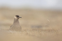 Arctic Skua, Rif, Iceland, June 2022
