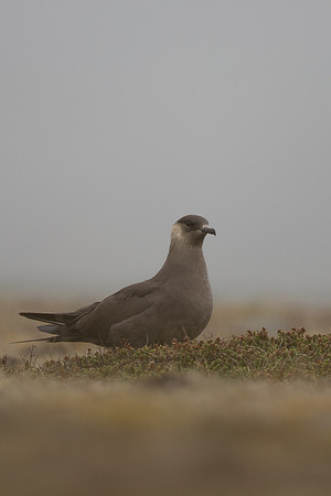 Arctic Skua, Rif, Iceland, June 2022