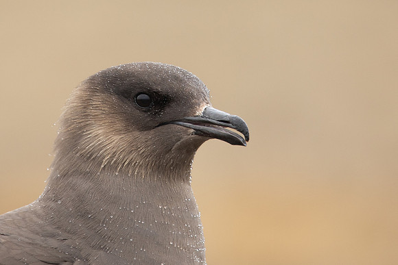Arctic Skua, Rif, Iceland, June 2022